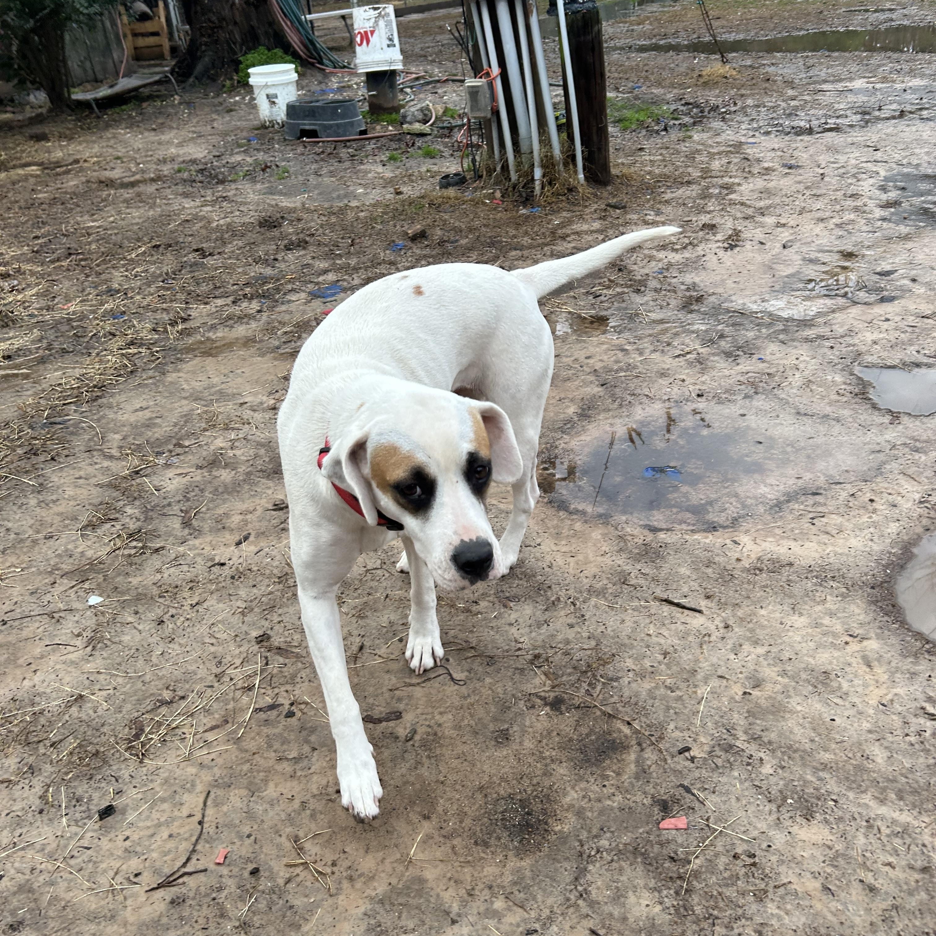 Enlarge Reba, a Adoptable English Pointer in Pine Bluff, AR image 5/6