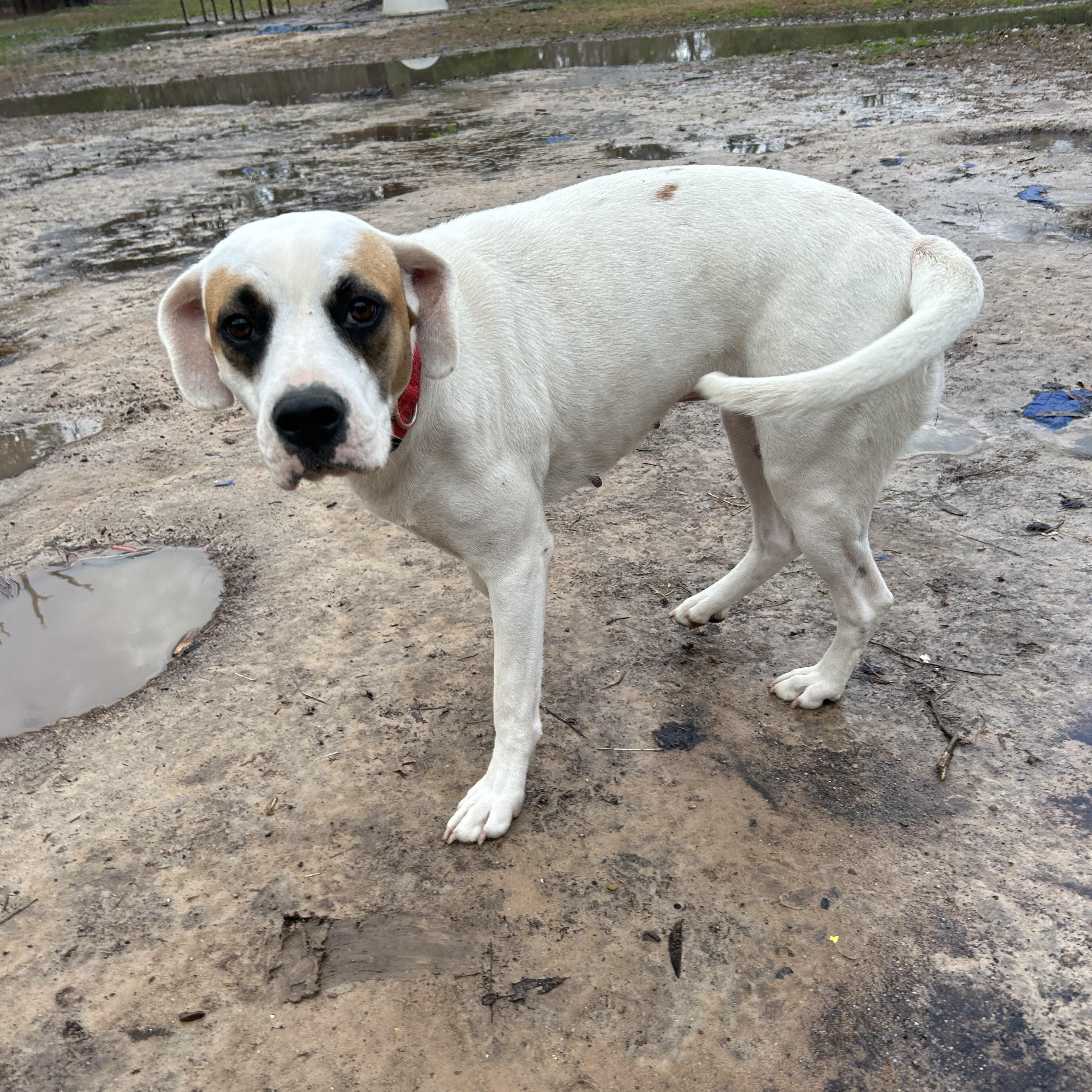 Enlarge Reba, a Adoptable English Pointer in Pine Bluff, AR image 6/6