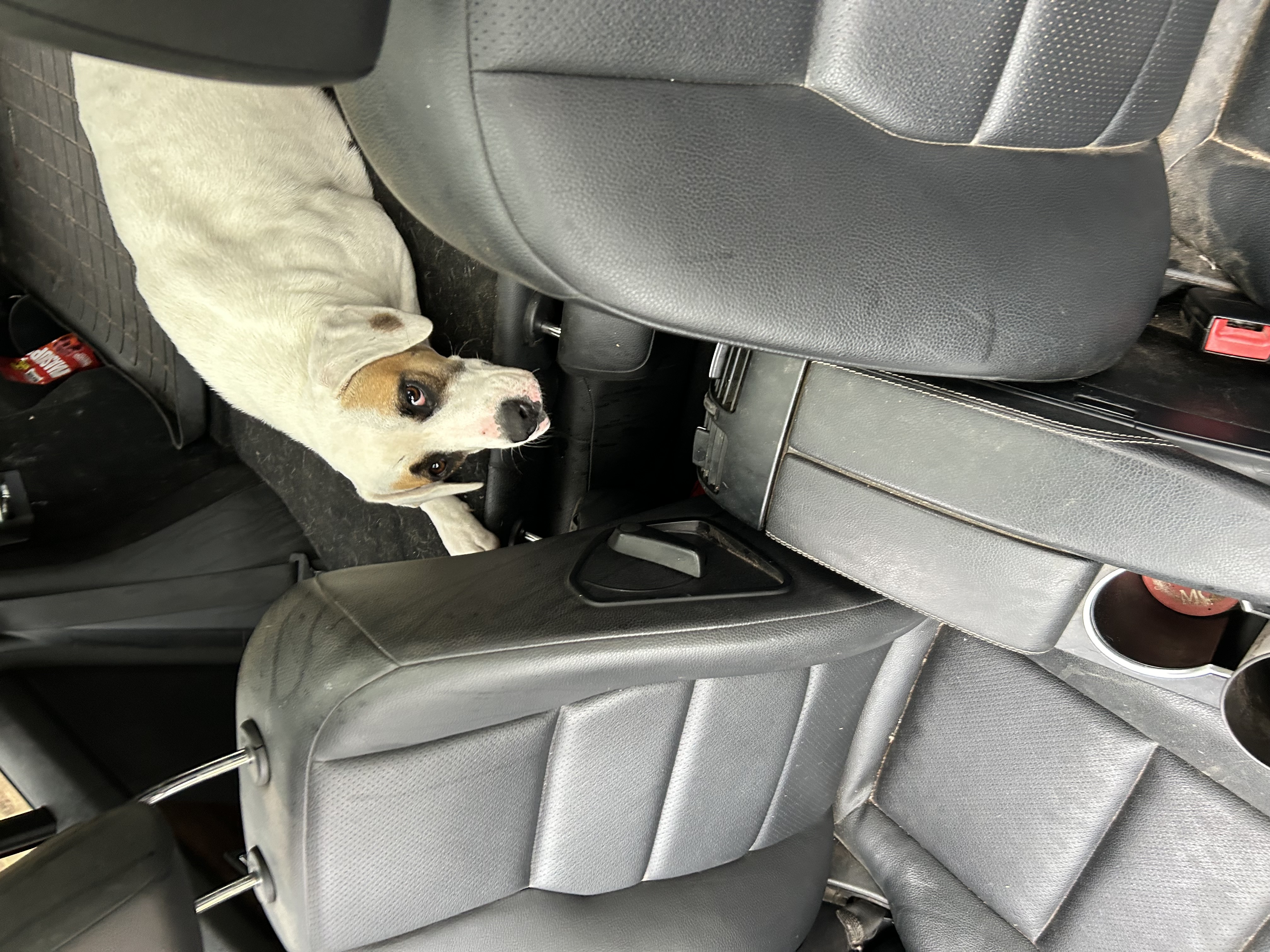 Enlarge Reba, a Adoptable English Pointer in Pine Bluff, AR image 3/6