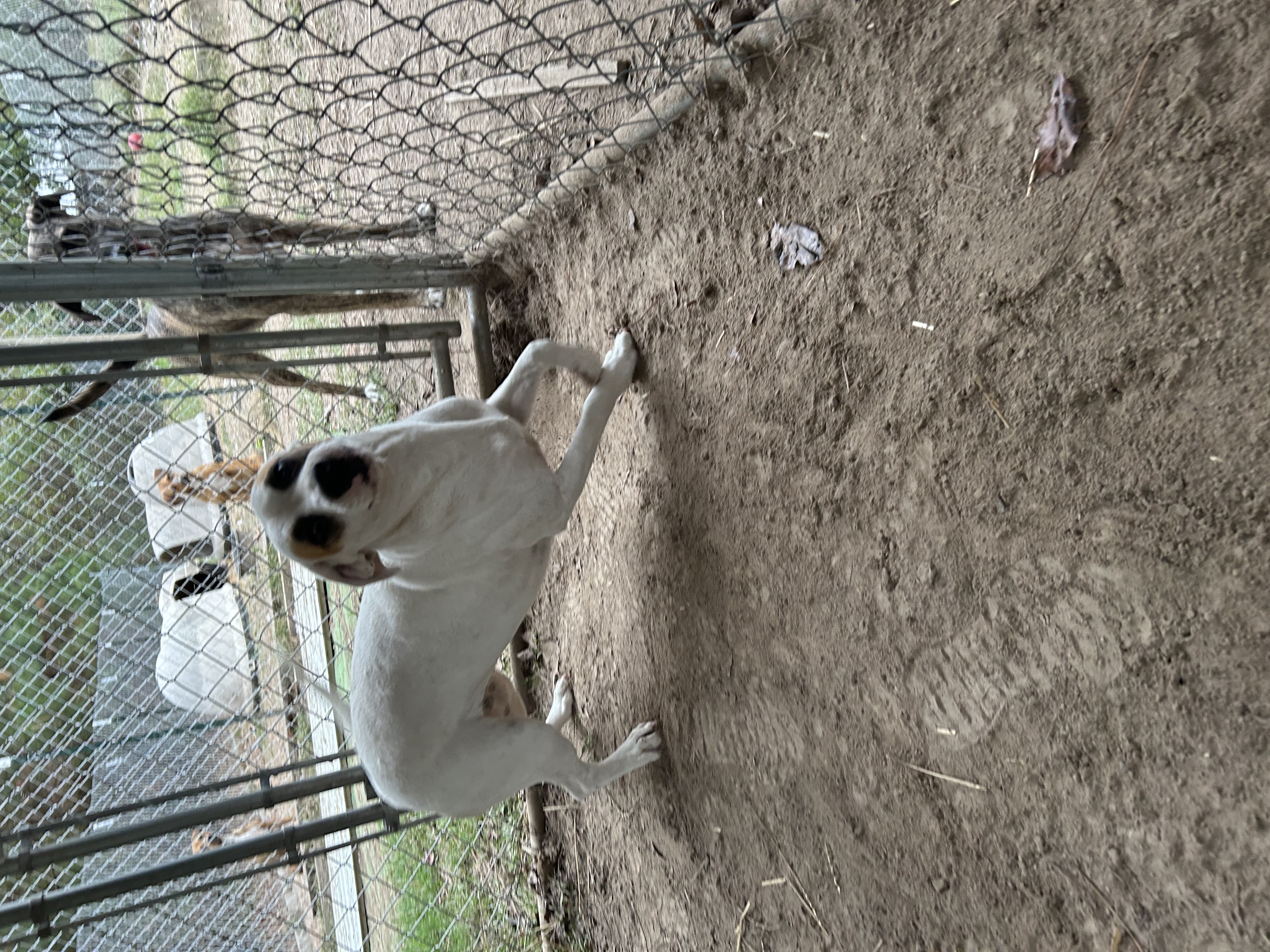 Enlarge Reba, a Adoptable English Pointer in Pine Bluff, AR image 4/6