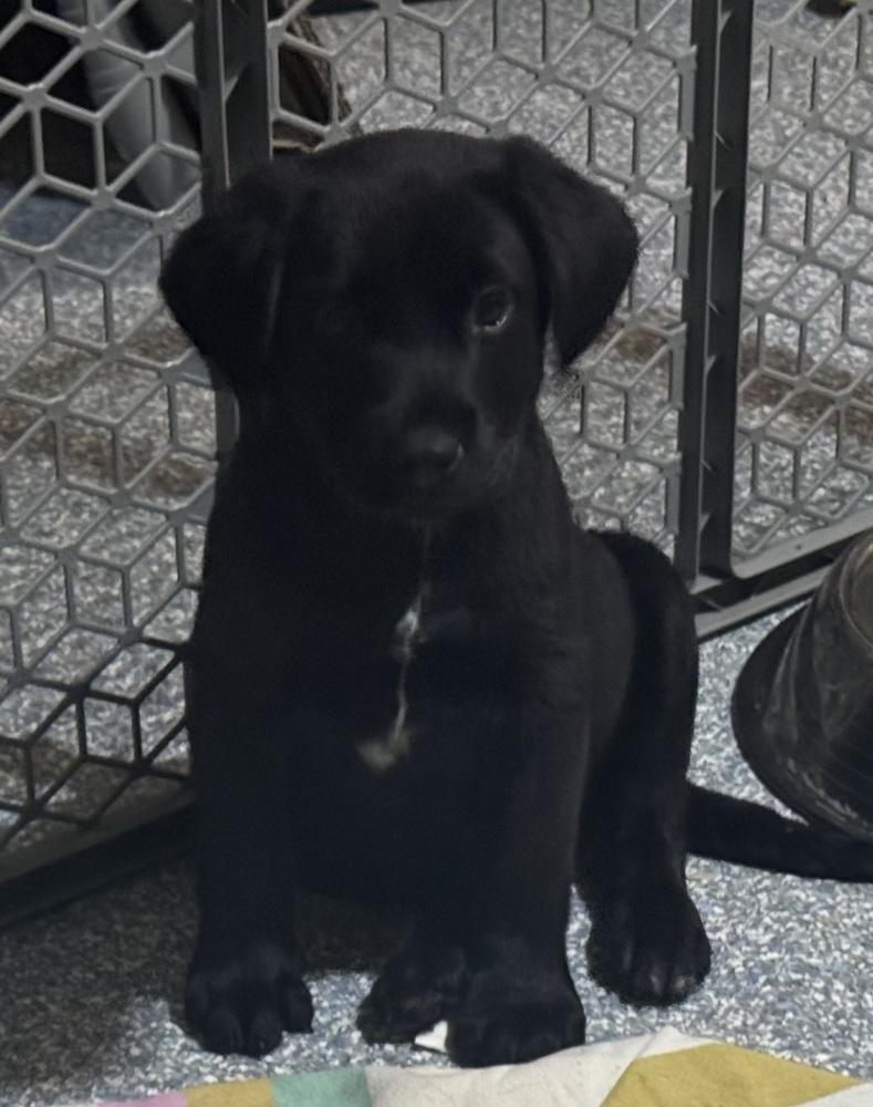 Cardin / Louie, Adopted, Puppy Male Labrador Retriever & Mixed Breed.