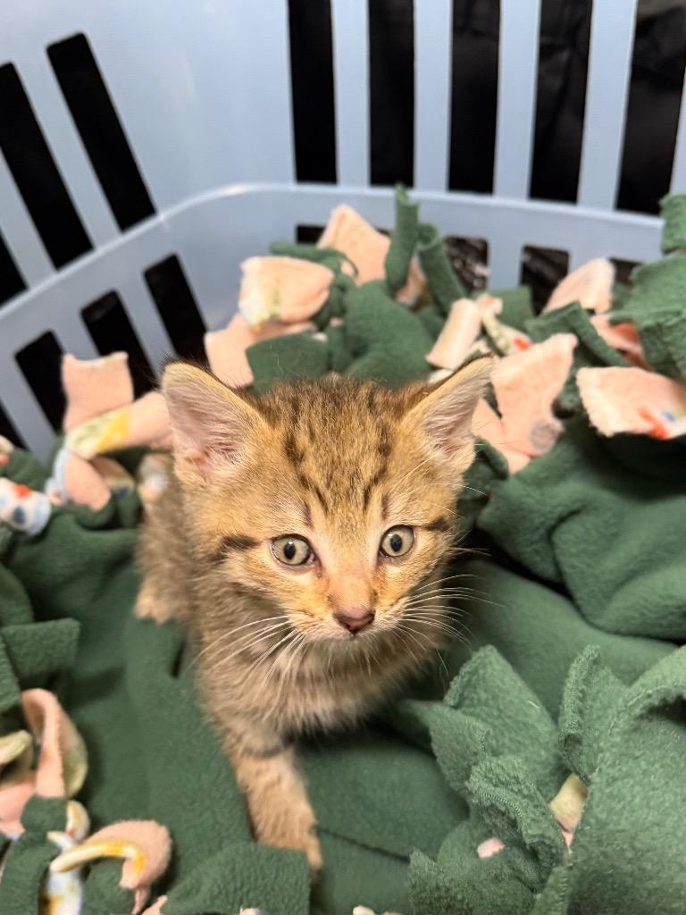Enlarge Flint, a Adoptable mixed breed in Auburn, IN image 1/2