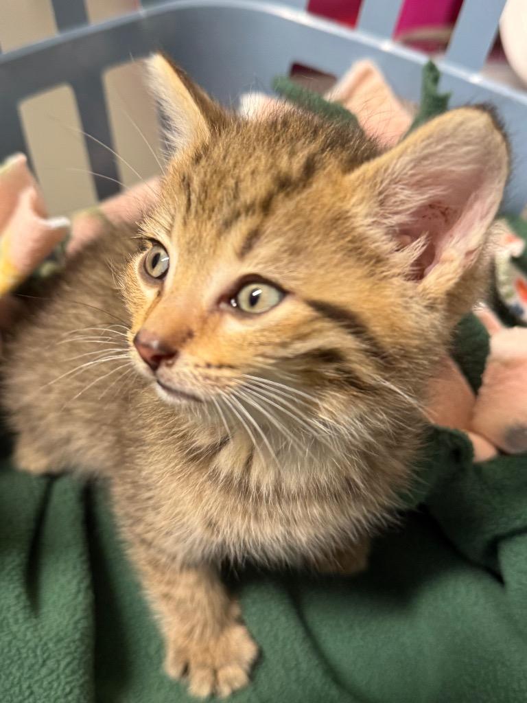 Enlarge Flint, a Adoptable mixed breed in Auburn, IN image 2/2