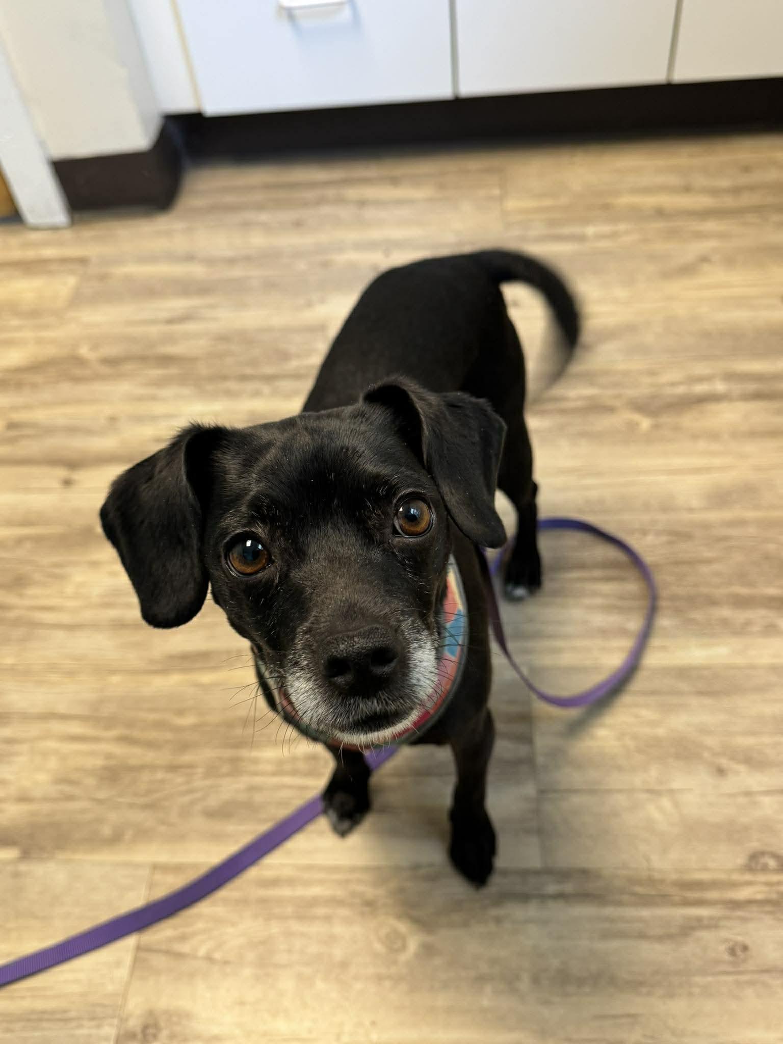 Enlarge Fiona, a Adopted Mixed Breed in Shelburne, VT image 1/1