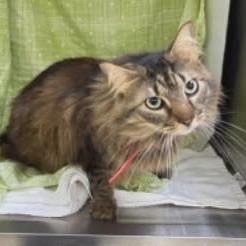 Enlarge Jaymack, a Adoptable Domestic Medium Hair in Williston, FL image 1/2