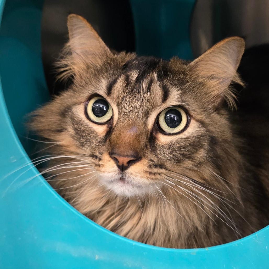 Enlarge Jaymack, a Adoptable Domestic Medium Hair in Williston, FL image 2/2