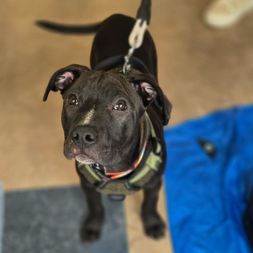 Timon, adopted, Young Male Mixed Breed & Pit Bull Terrier.