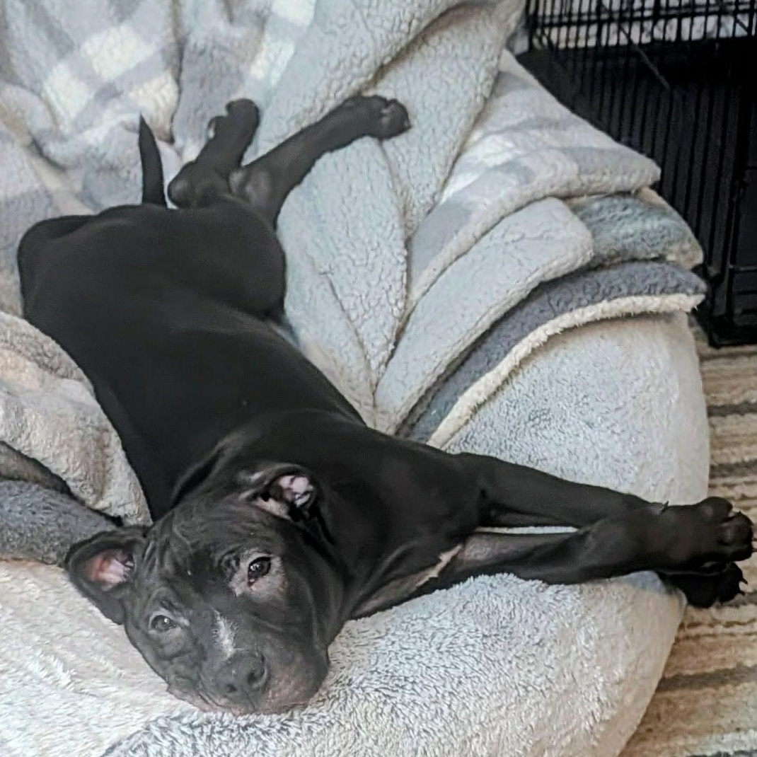 Enlarge Timon, a ADOPTABLE mixed breed in Rochester, NY image 3/6