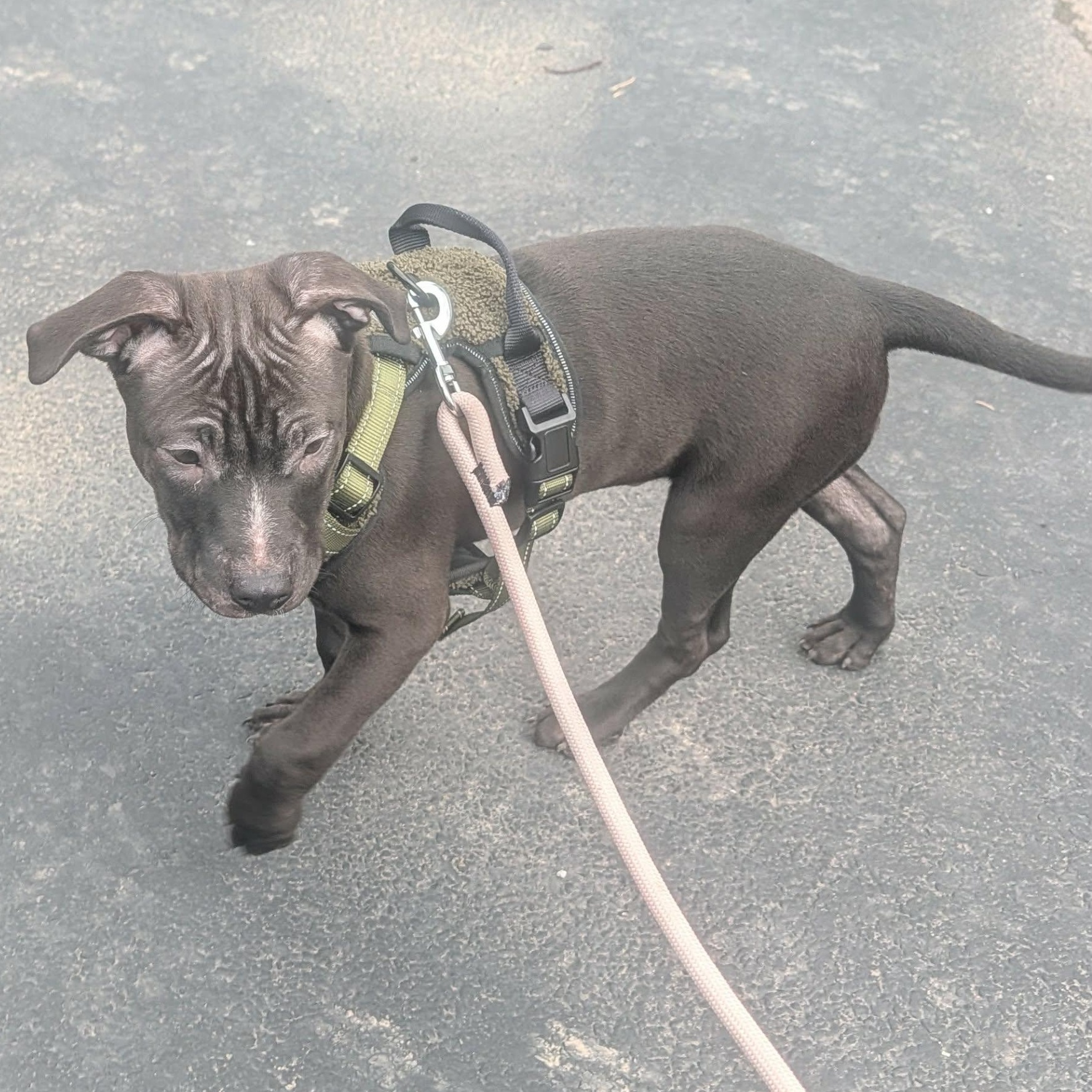 Enlarge Timon, a ADOPTABLE mixed breed in Rochester, NY image 4/6
