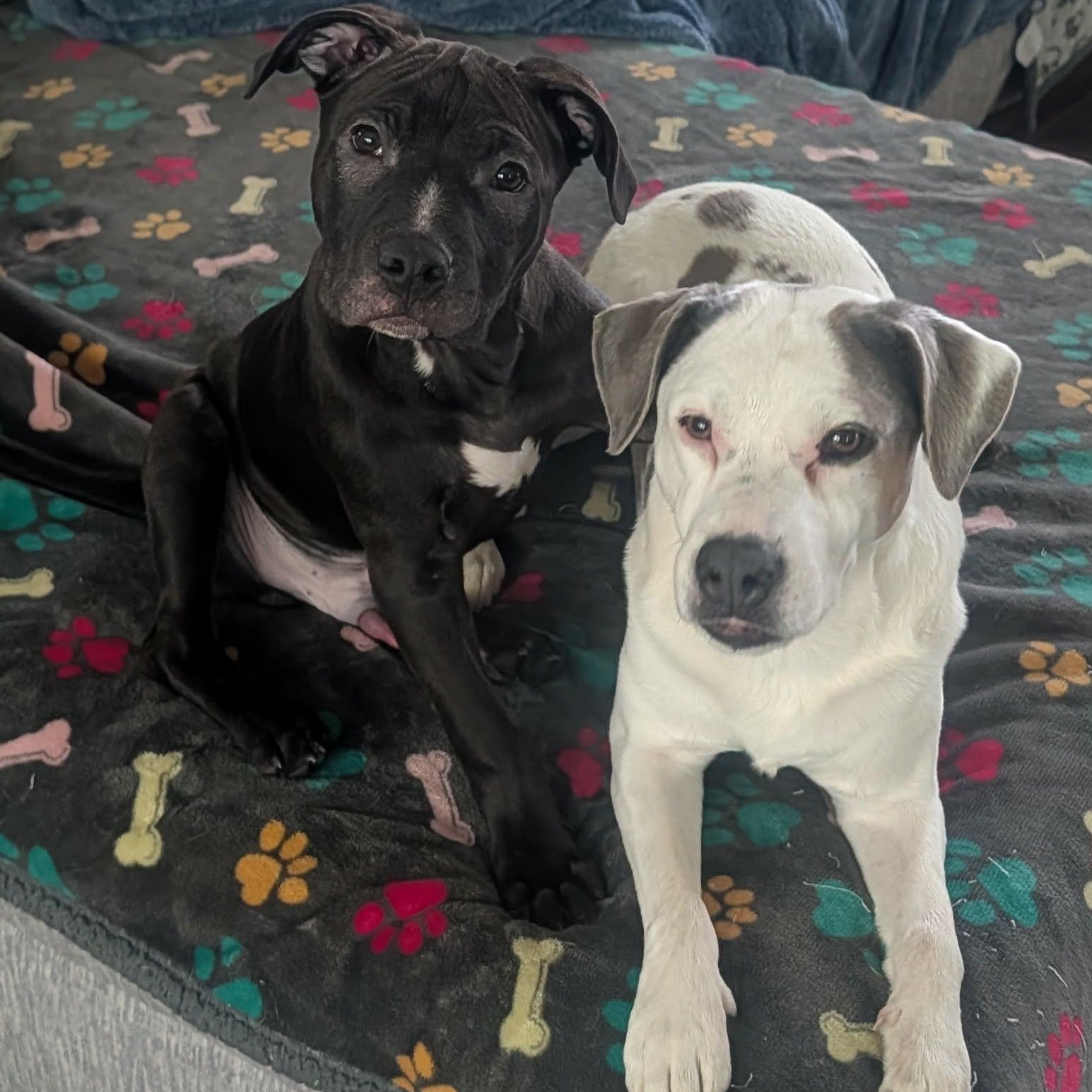 Enlarge Timon, a ADOPTABLE mixed breed in Rochester, NY image 5/6