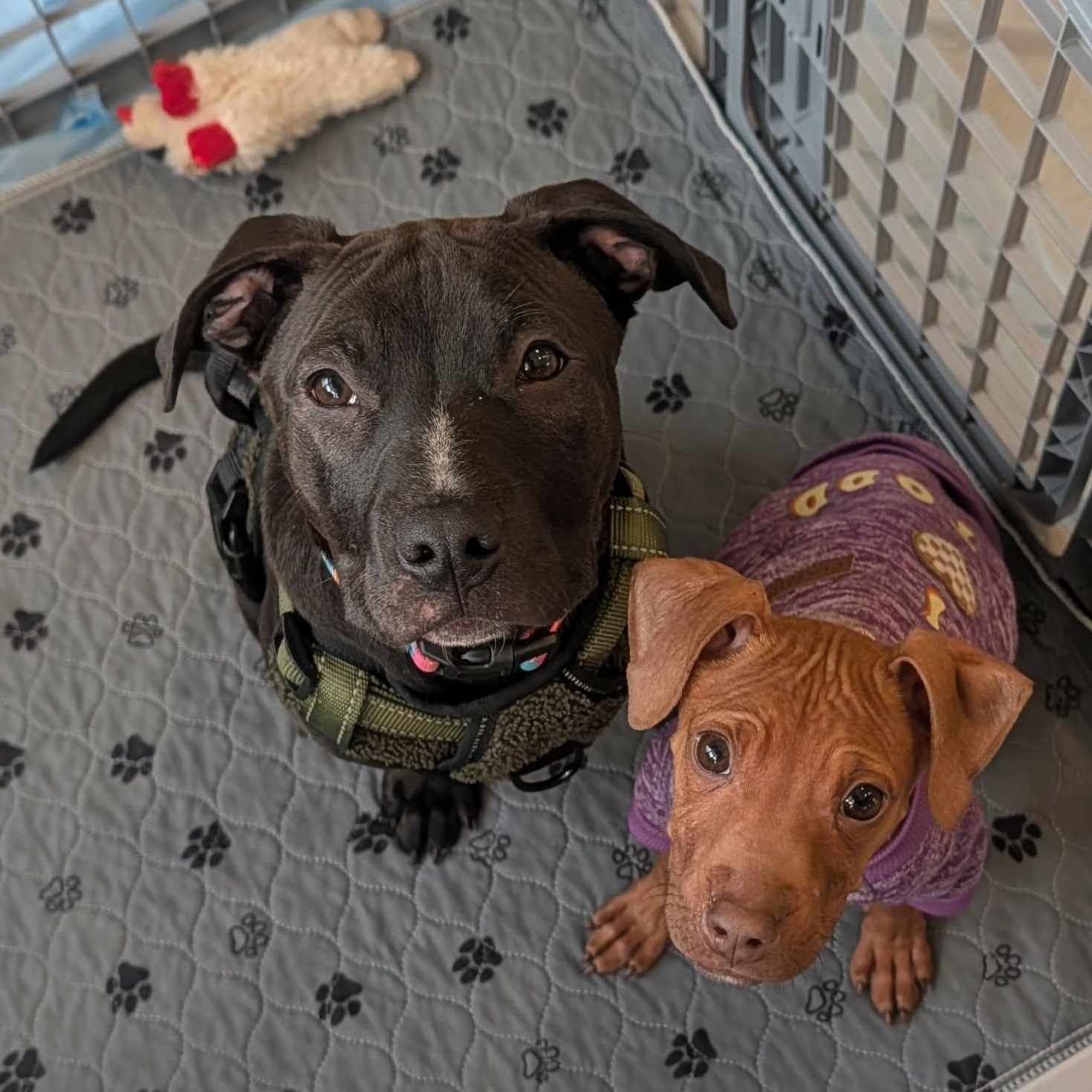 Timon, an adopted mixed breed in Rochester, NY image 6/6