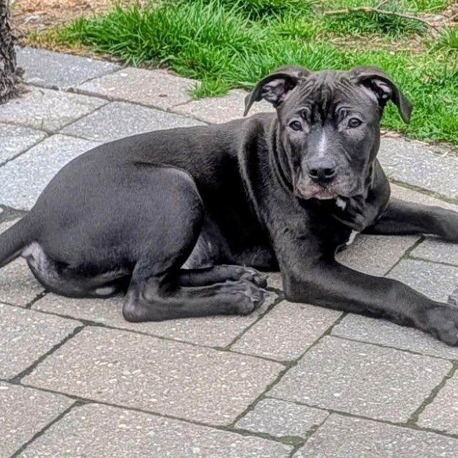 Enlarge Timon, a ADOPTABLE mixed breed in Rochester, NY image 2/6