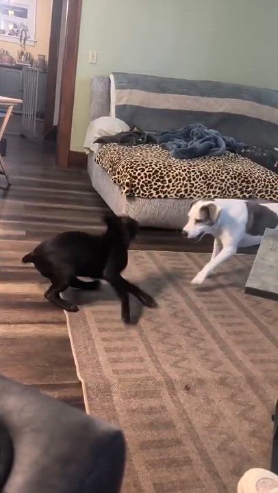 Enlarge Timon, a ADOPTABLE mixed breed in Rochester, NY video 6/6