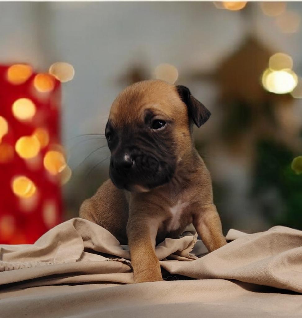 Hunter, Adoptable, Puppy Male Australian Shepherd & Mixed Breed.