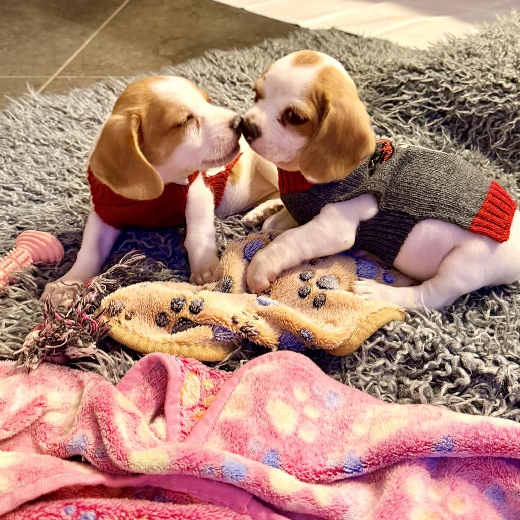 Enlarge Sugar, a Adoptable Beagle in Austin, TX image 1/6