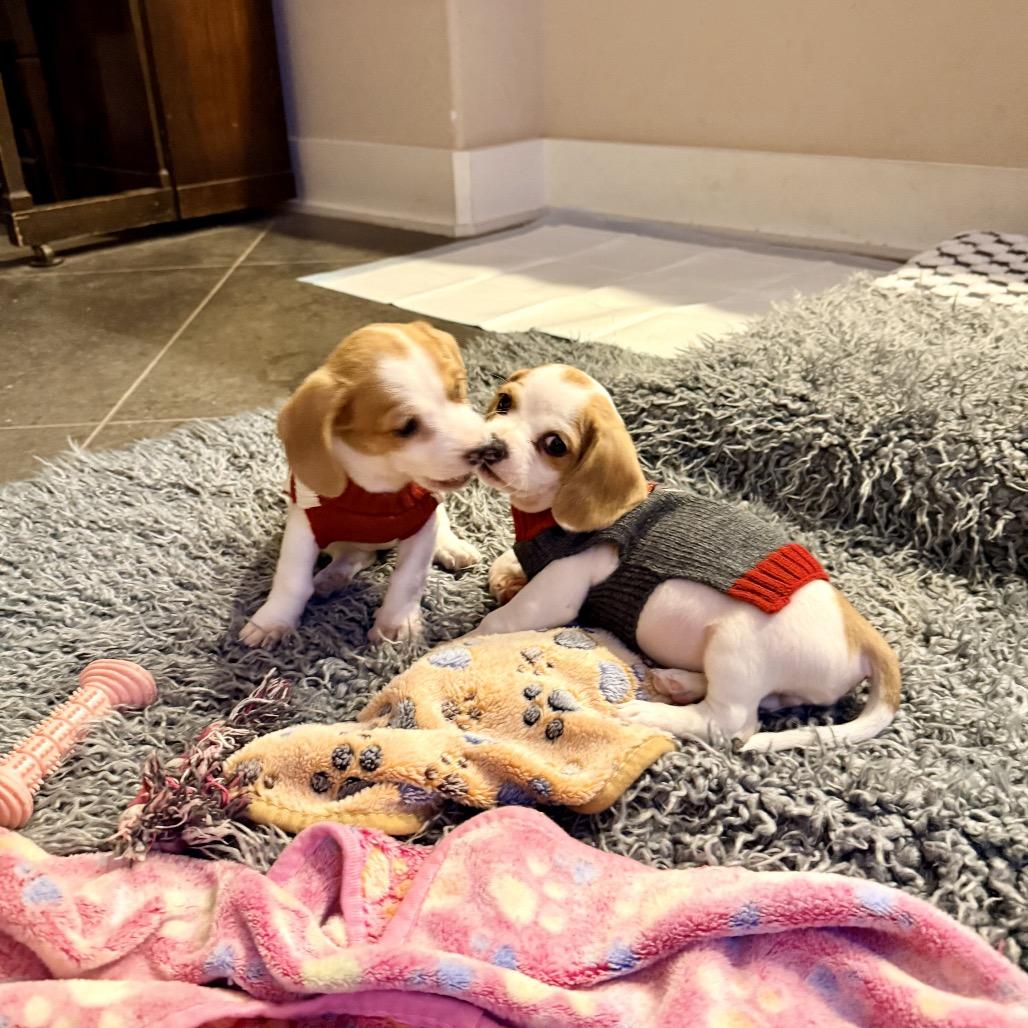 Enlarge Sugar, a Adoptable Beagle in Austin, TX image 3/6