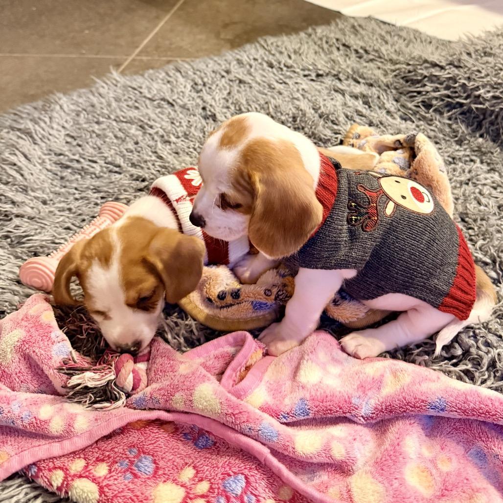 Enlarge Sugar, a Adoptable Beagle in Austin, TX image 4/6