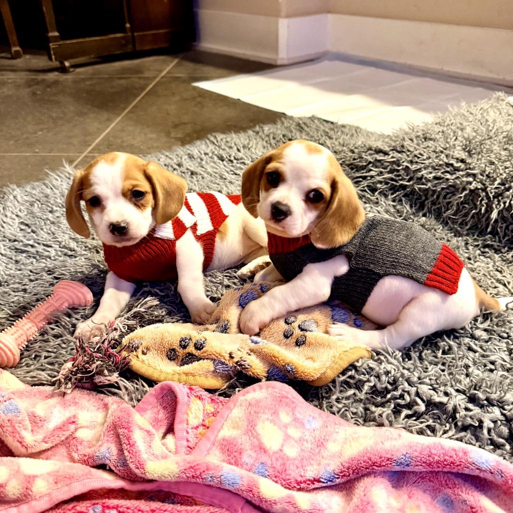 Enlarge Sugar, a Adoptable Beagle in Austin, TX image 5/6