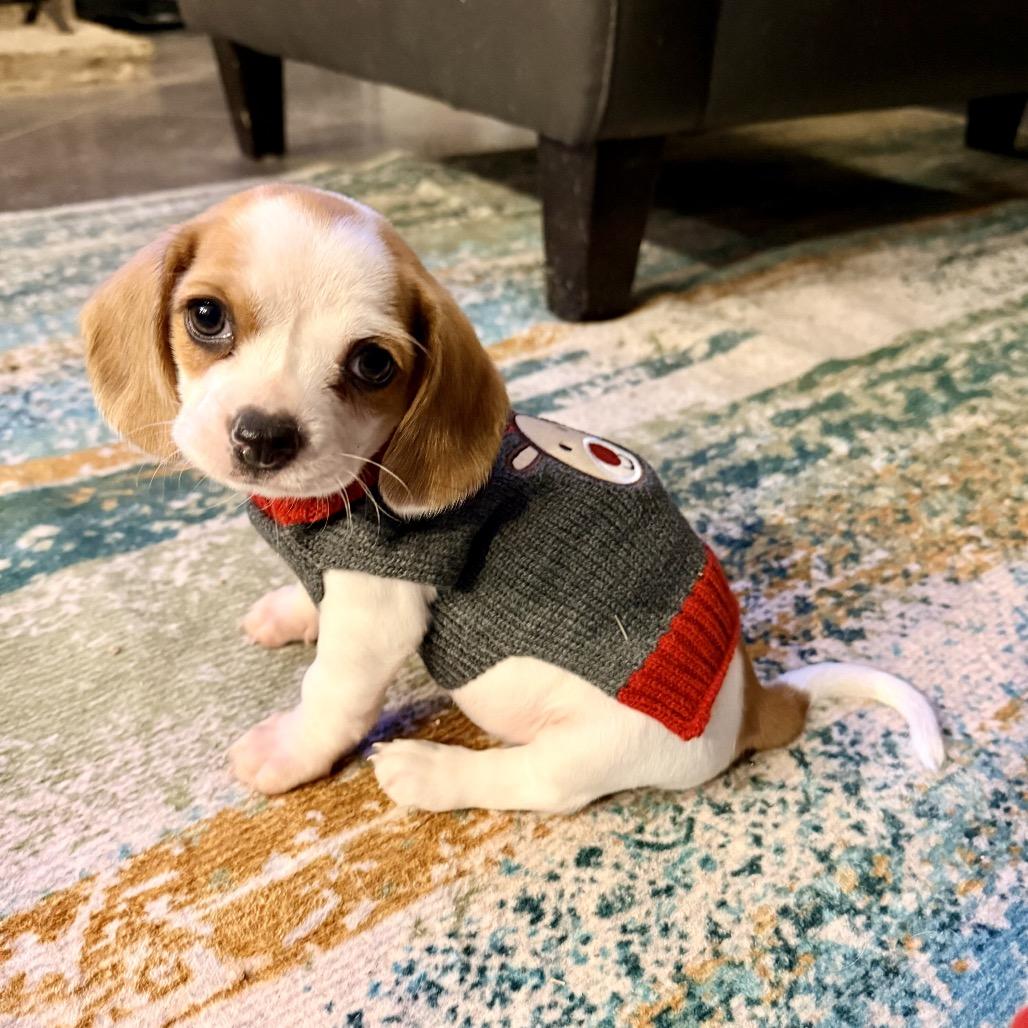 Enlarge Sugar, a Adoptable Beagle in Austin, TX image 6/6