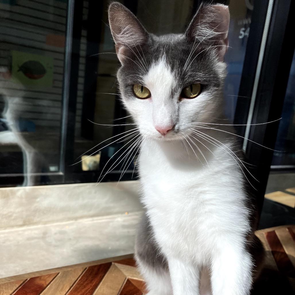 Opal, Adoptable, Young Female Domestic Short Hair.