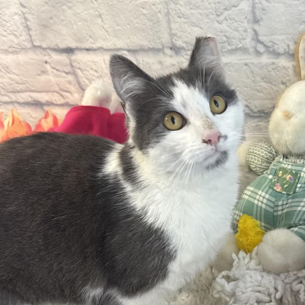 Enlarge Opal, a Adoptable Domestic Short Hair in Harrisonburg, VA image 1/2