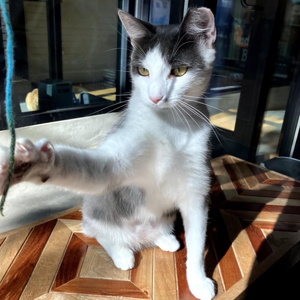 Opal, a Adoptable Domestic Short Hair in Harrisonburg, VA image 3/6