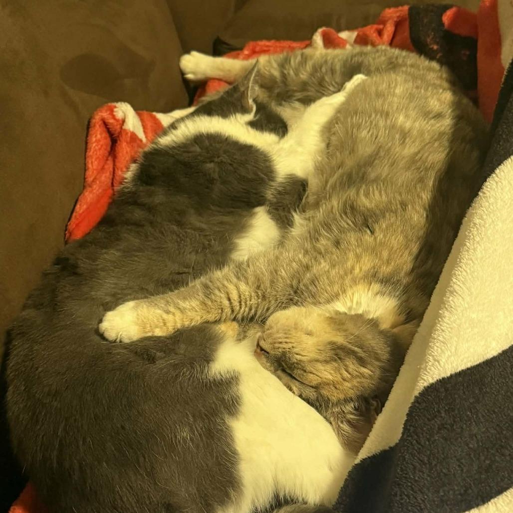 Enlarge Opal, a Adoptable Domestic Short Hair in Harrisonburg, VA image 2/2