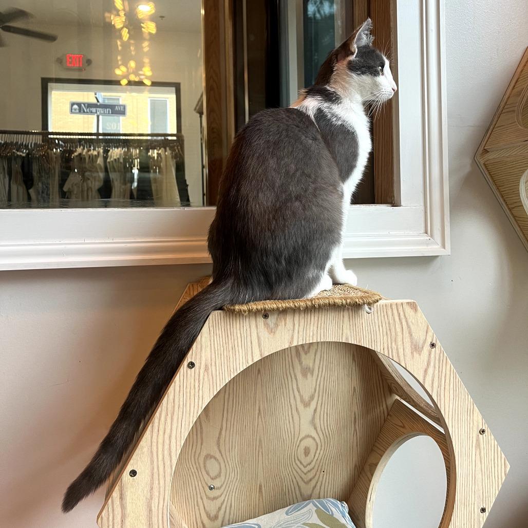 Enlarge Opal, a Adoptable Domestic Short Hair in Harrisonburg, VA image 3/4