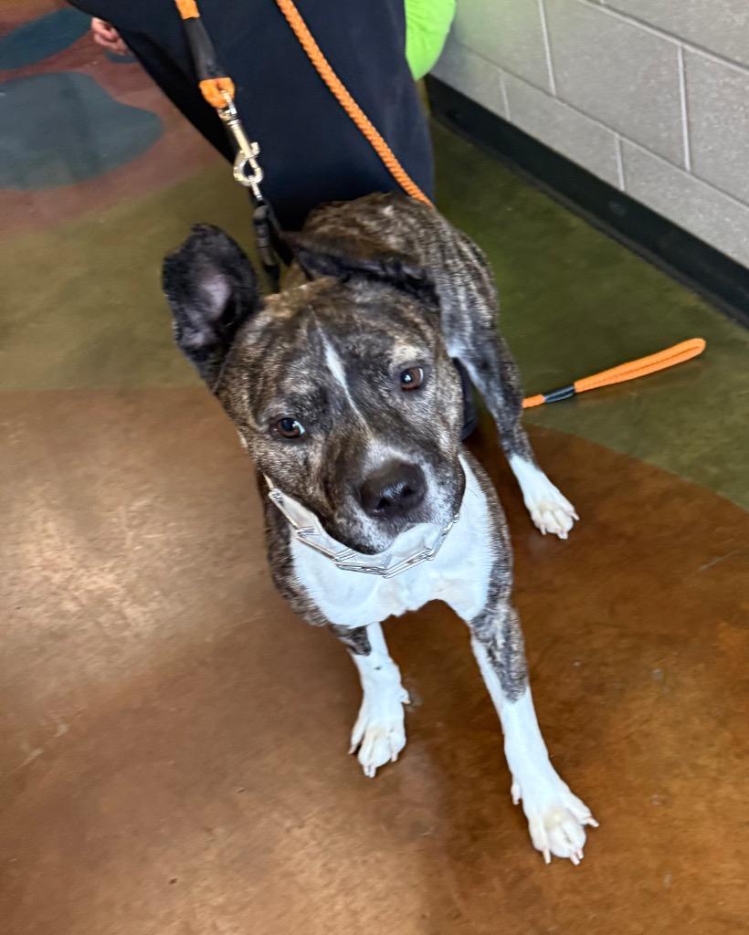 Enlarge Daisy, a Adoptable mixed breed in Gallatin, TN image 1/3