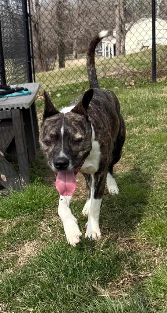 Enlarge Daisy, a Adoptable mixed breed in Gallatin, TN image 3/3