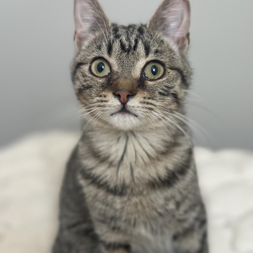 Spud, Adoptable, Young Male Domestic Short Hair.