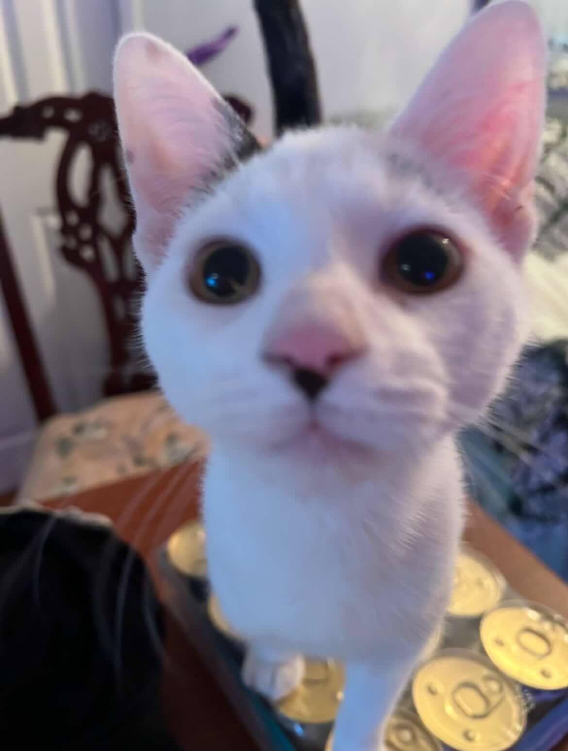 Paul & Luner, a Adoptable Domestic Short Hair in Woodmere, NY image 5/5