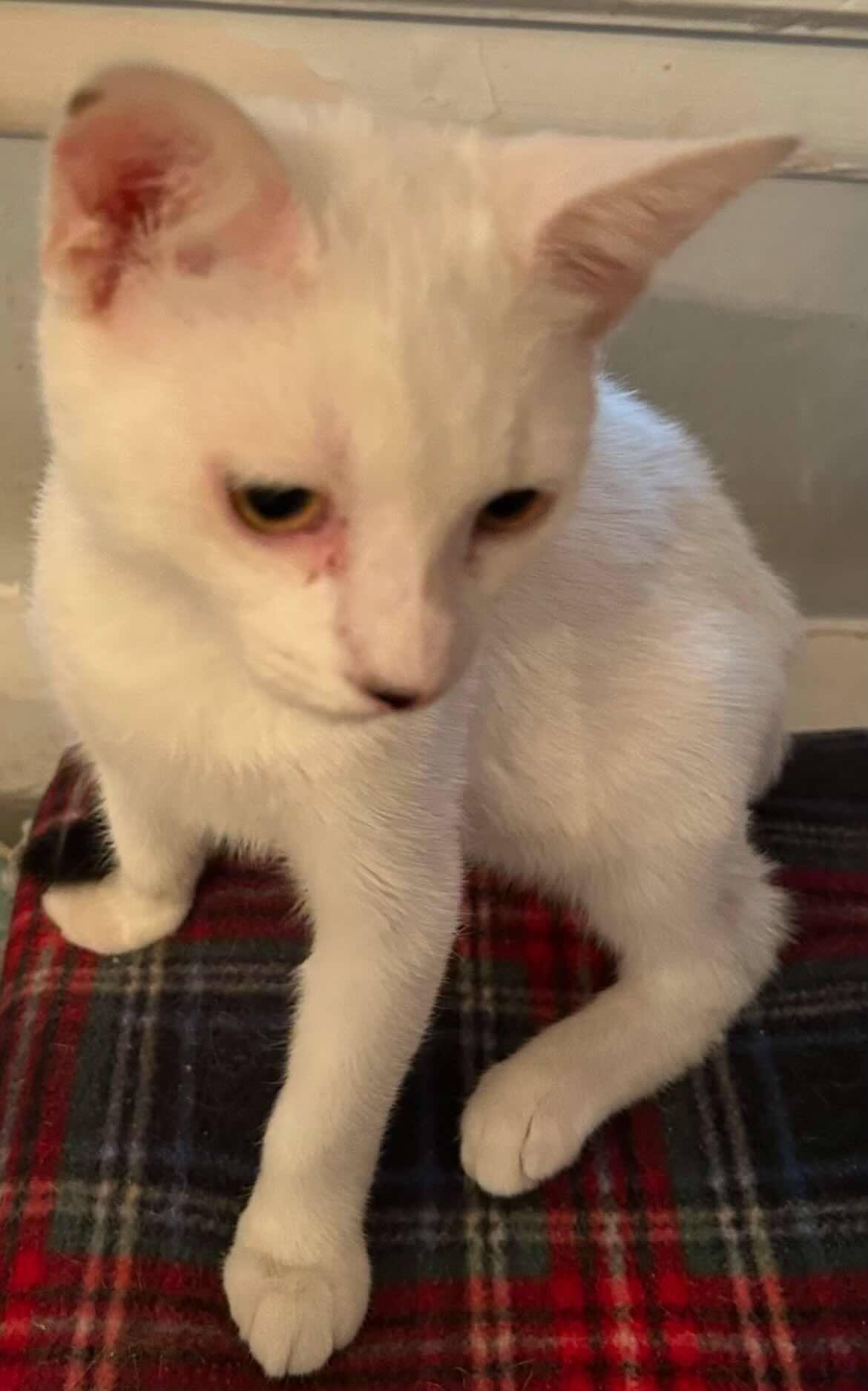 Paul & Luner, a Adoptable Domestic Short Hair in Woodmere, NY image 3/5