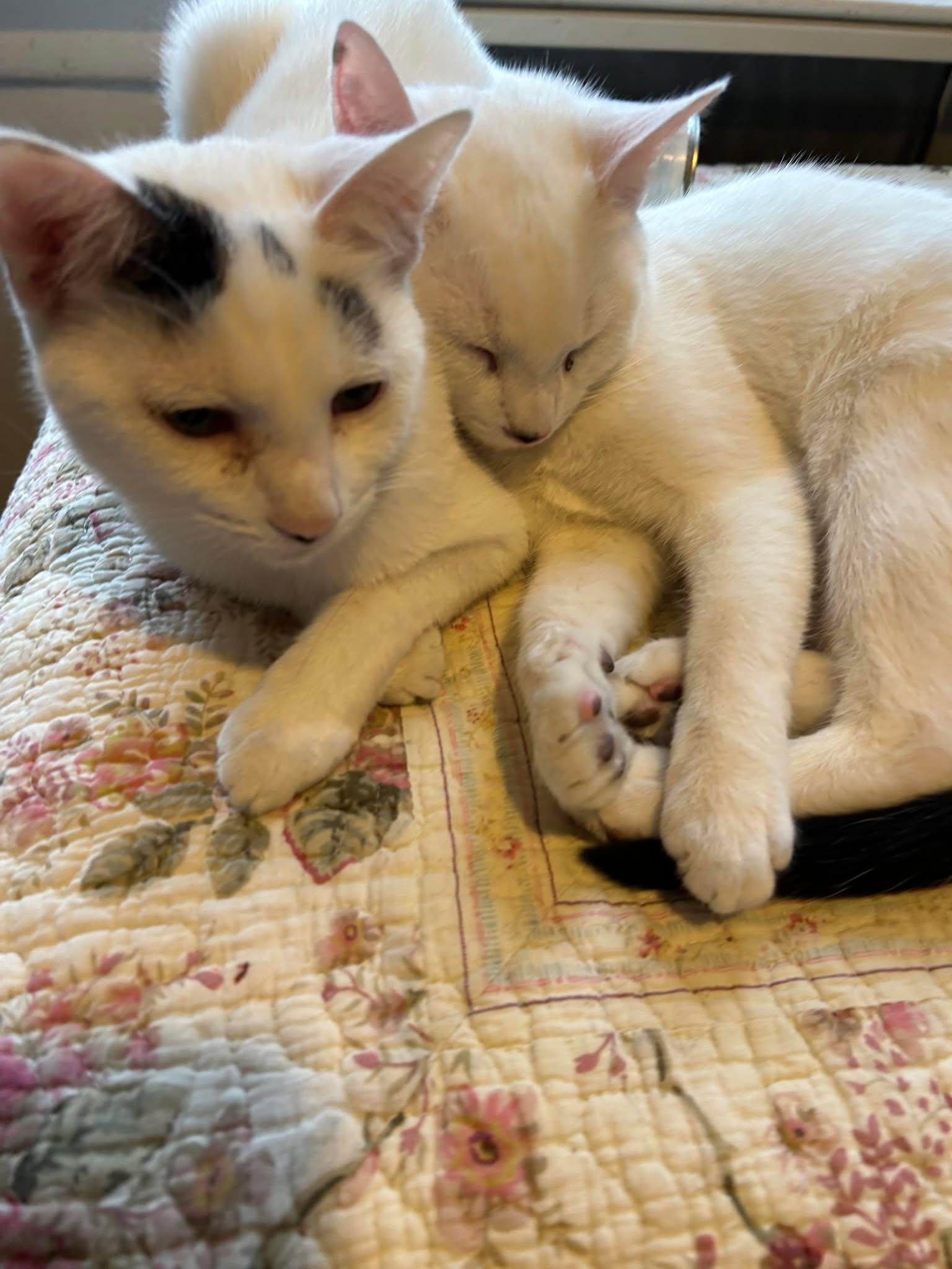 Paul & Luner, a Adoptable Domestic Short Hair in Woodmere, NY image 2/5