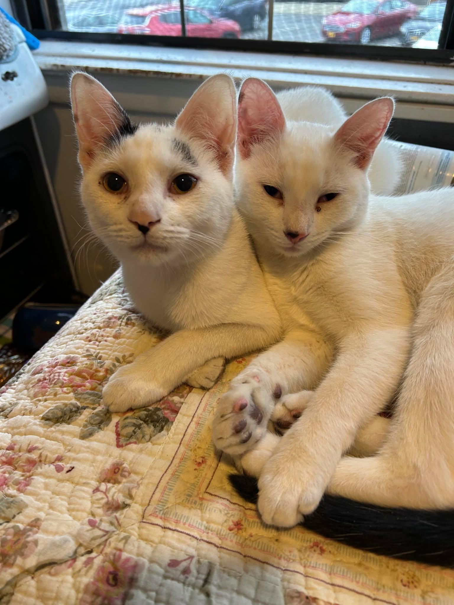 Paul & Luner, a Adoptable Domestic Short Hair in Woodmere, NY image 1/5