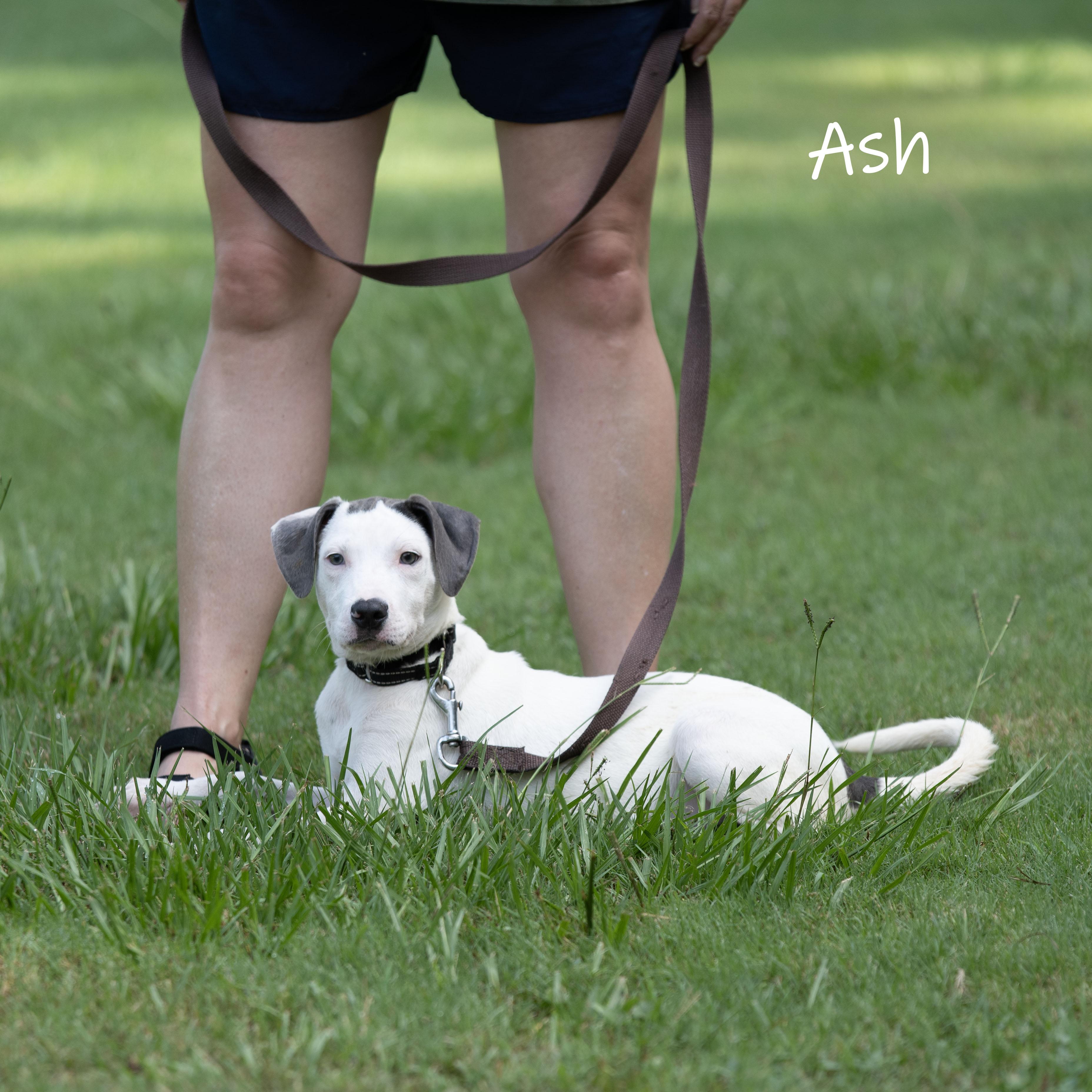 Ash, Adoptable, Puppy Male Mixed Breed.