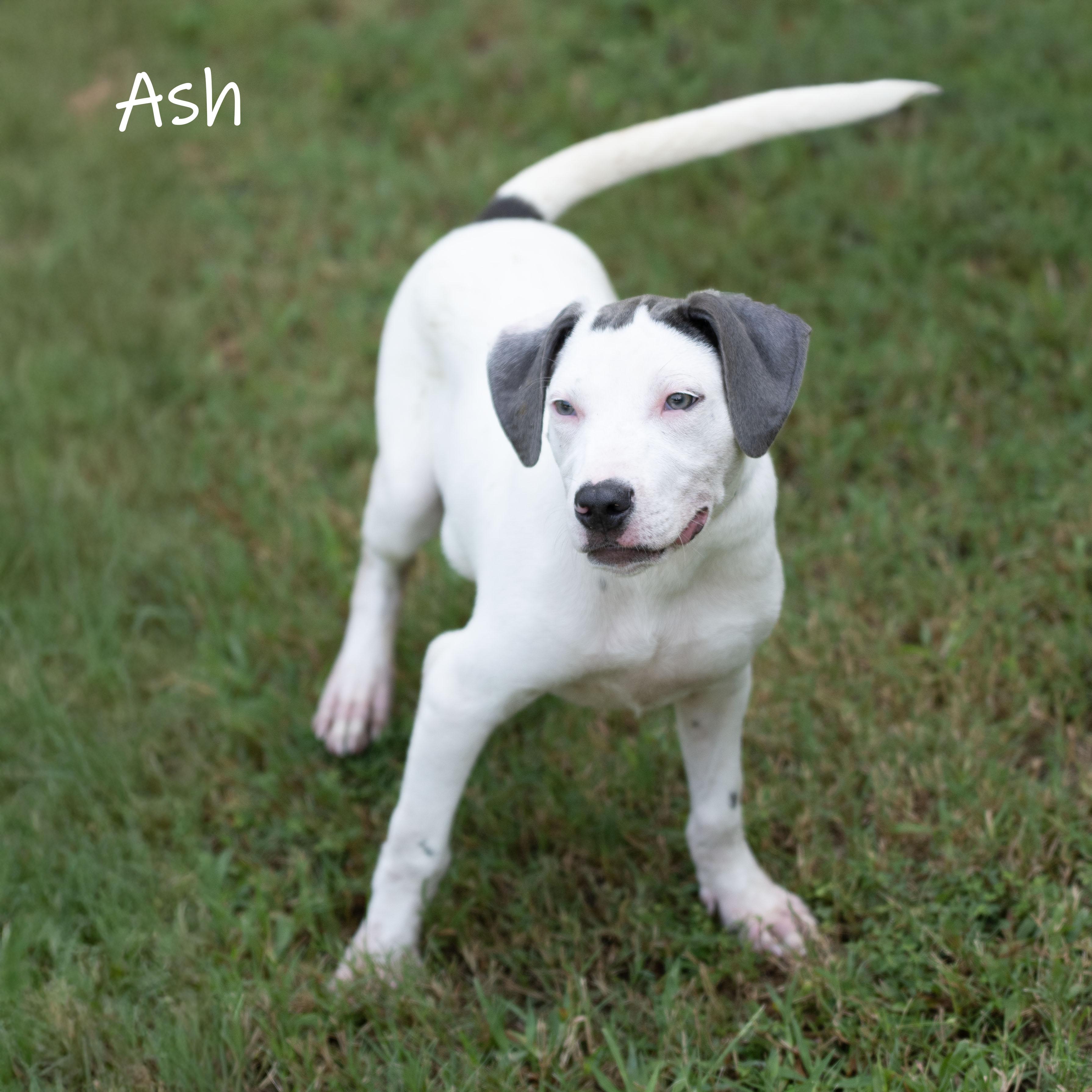 Ash, a Adoptable mixed breed in Bishop, GA image 6/6