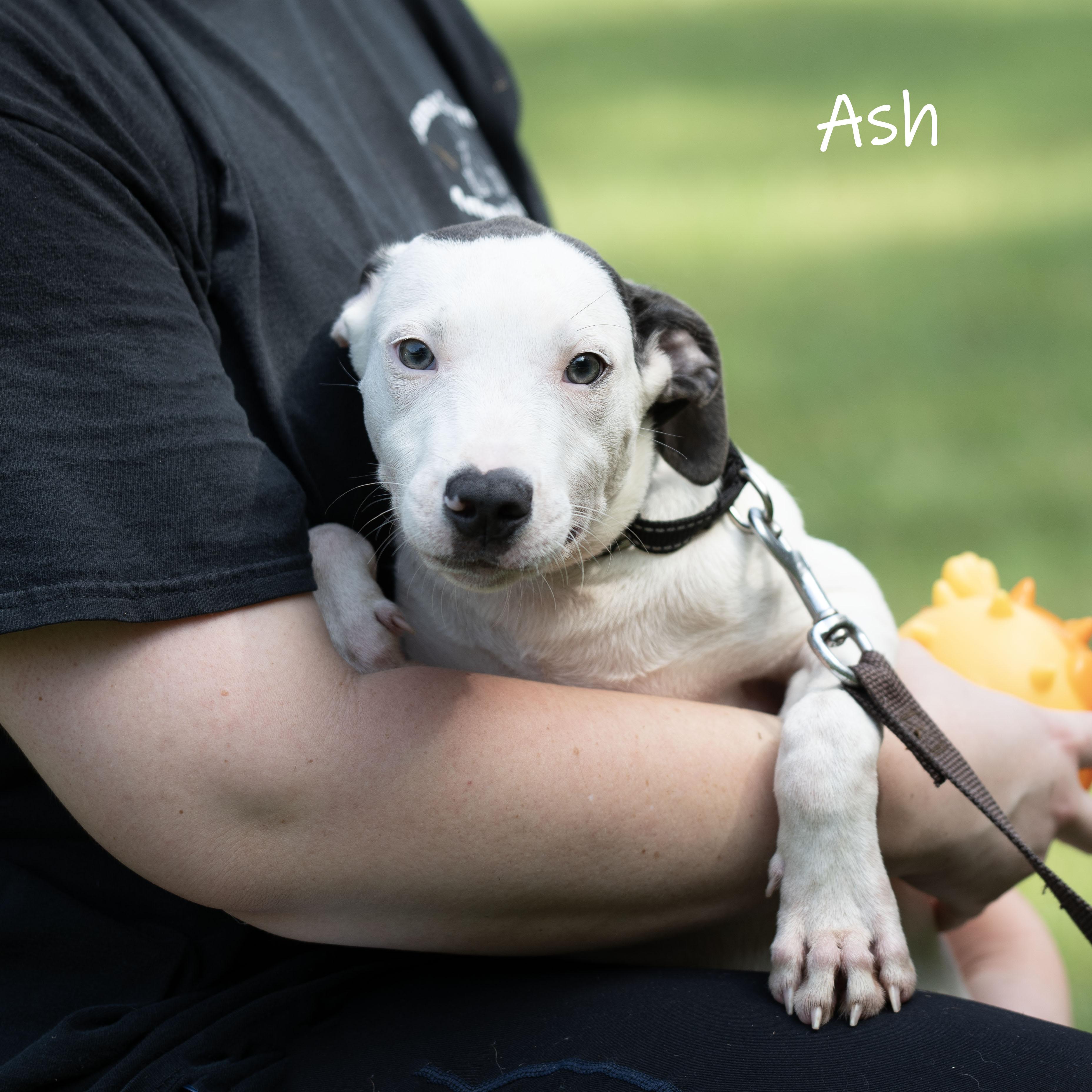 Ash, a Adoptable mixed breed in Bishop, GA image 3/6