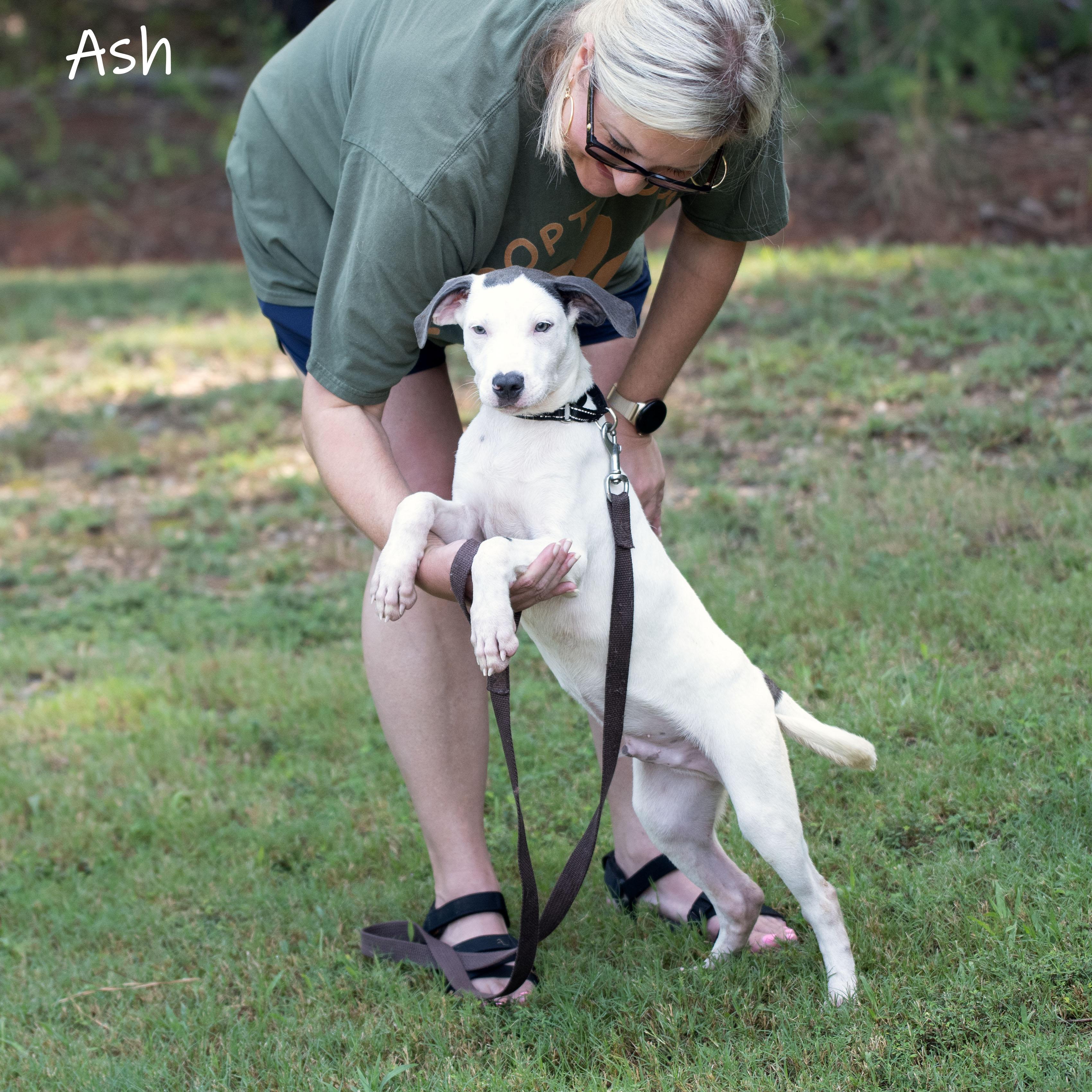 Ash, a Adoptable mixed breed in Bishop, GA image 4/6
