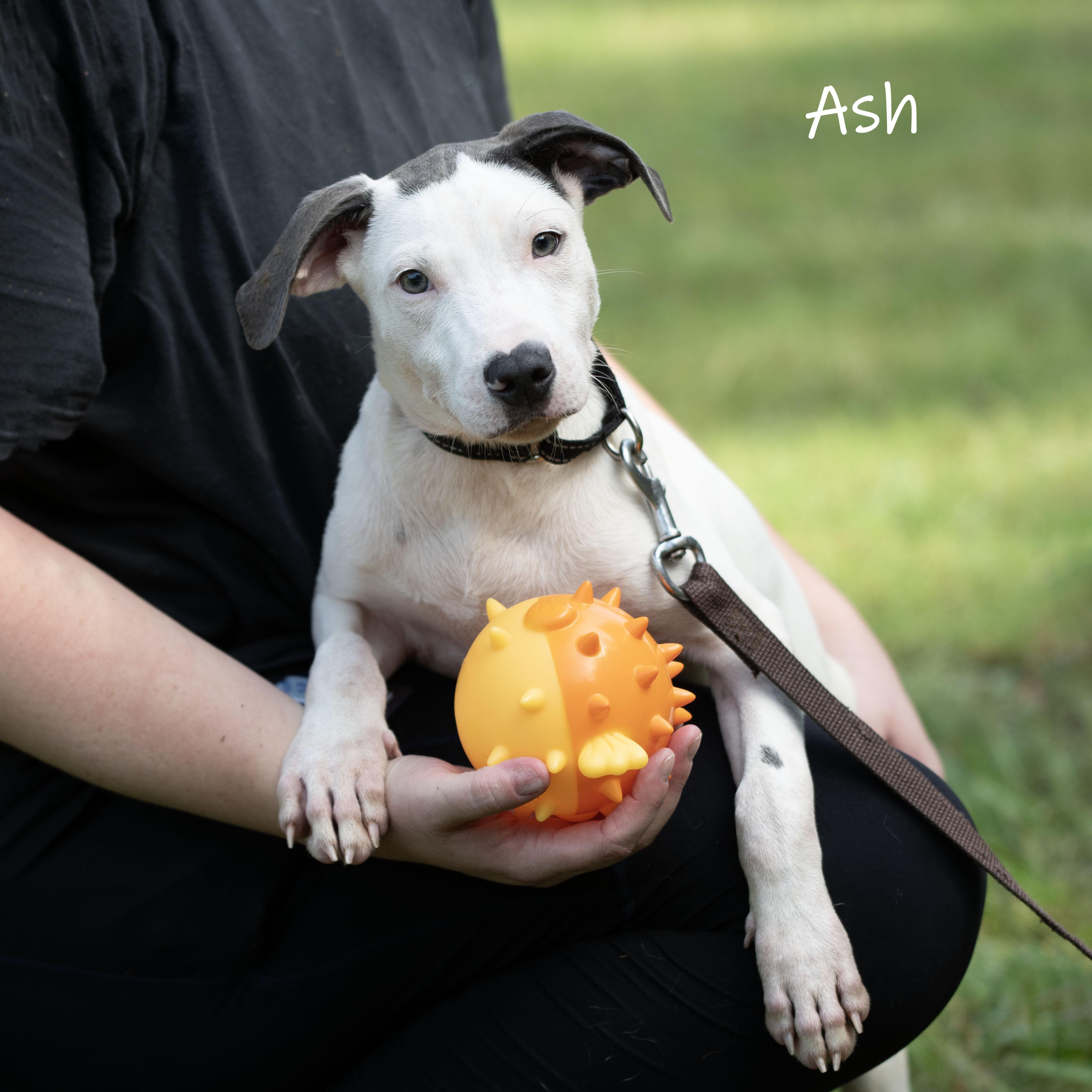 Ash, a Adoptable mixed breed in Bishop, GA image 2/6