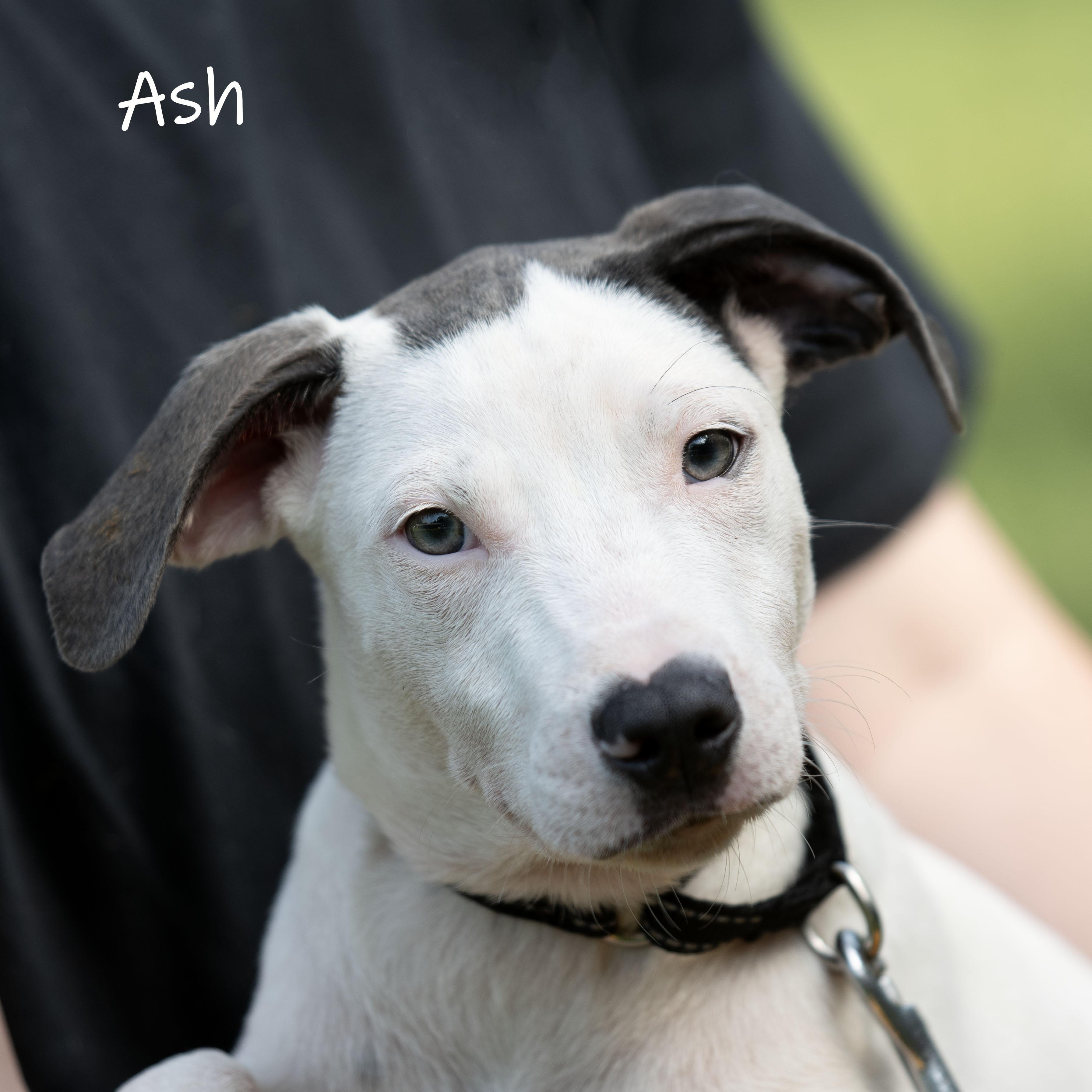 Ash, a Adoptable mixed breed in Bishop, GA image 5/6