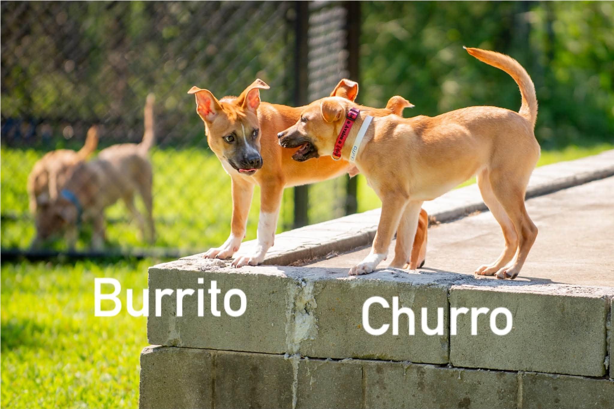 Enlarge Burrito, a ADOPTABLE mixed breed in Douglas, MA image 6/6