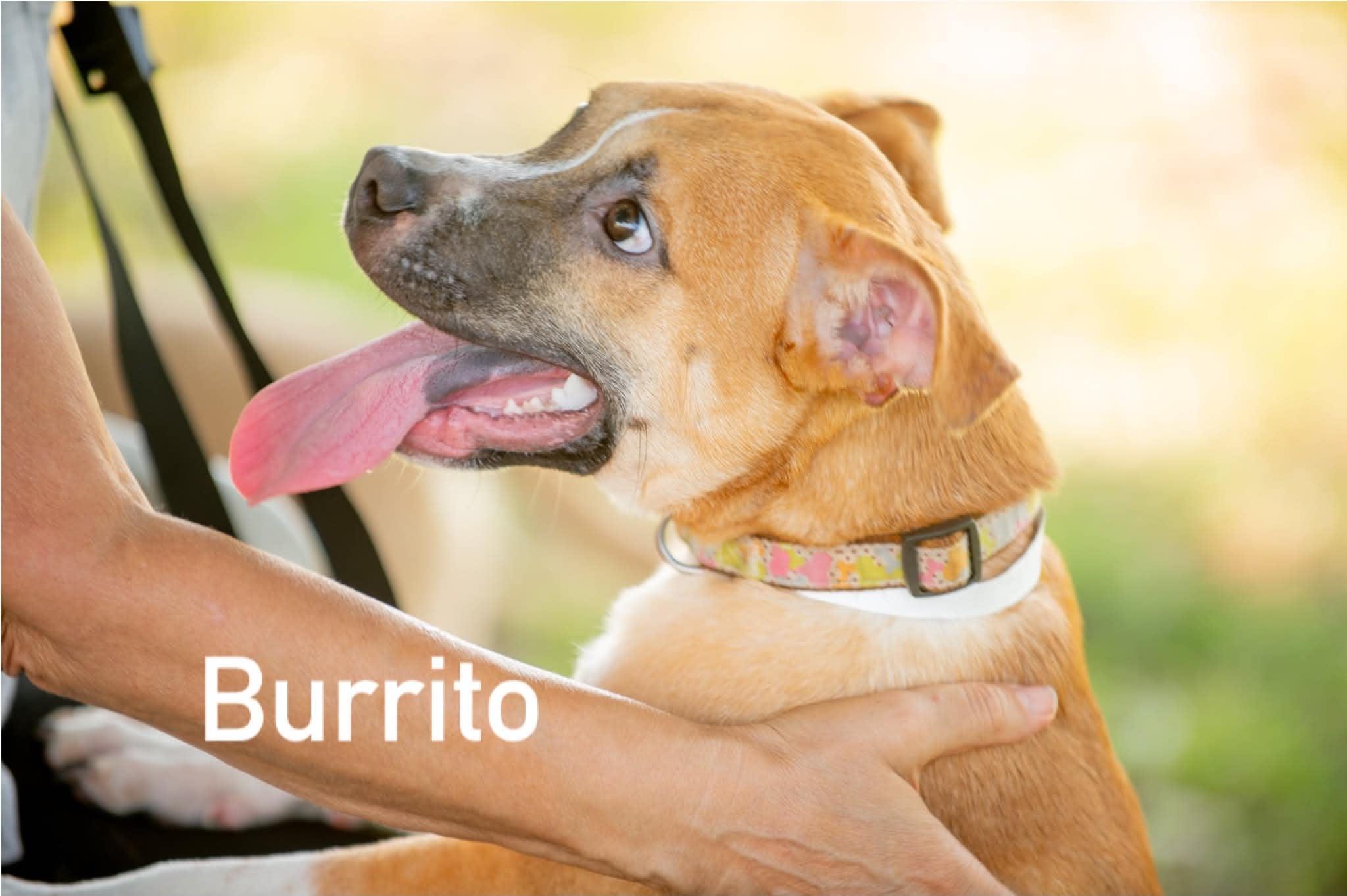 Enlarge Burrito, a ADOPTABLE mixed breed in Douglas, MA image 4/6