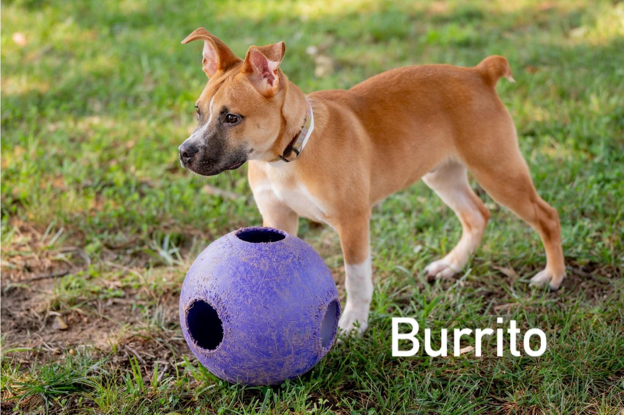 Burrito, ADOPTABLE, Puppy Male Carolina Dog.