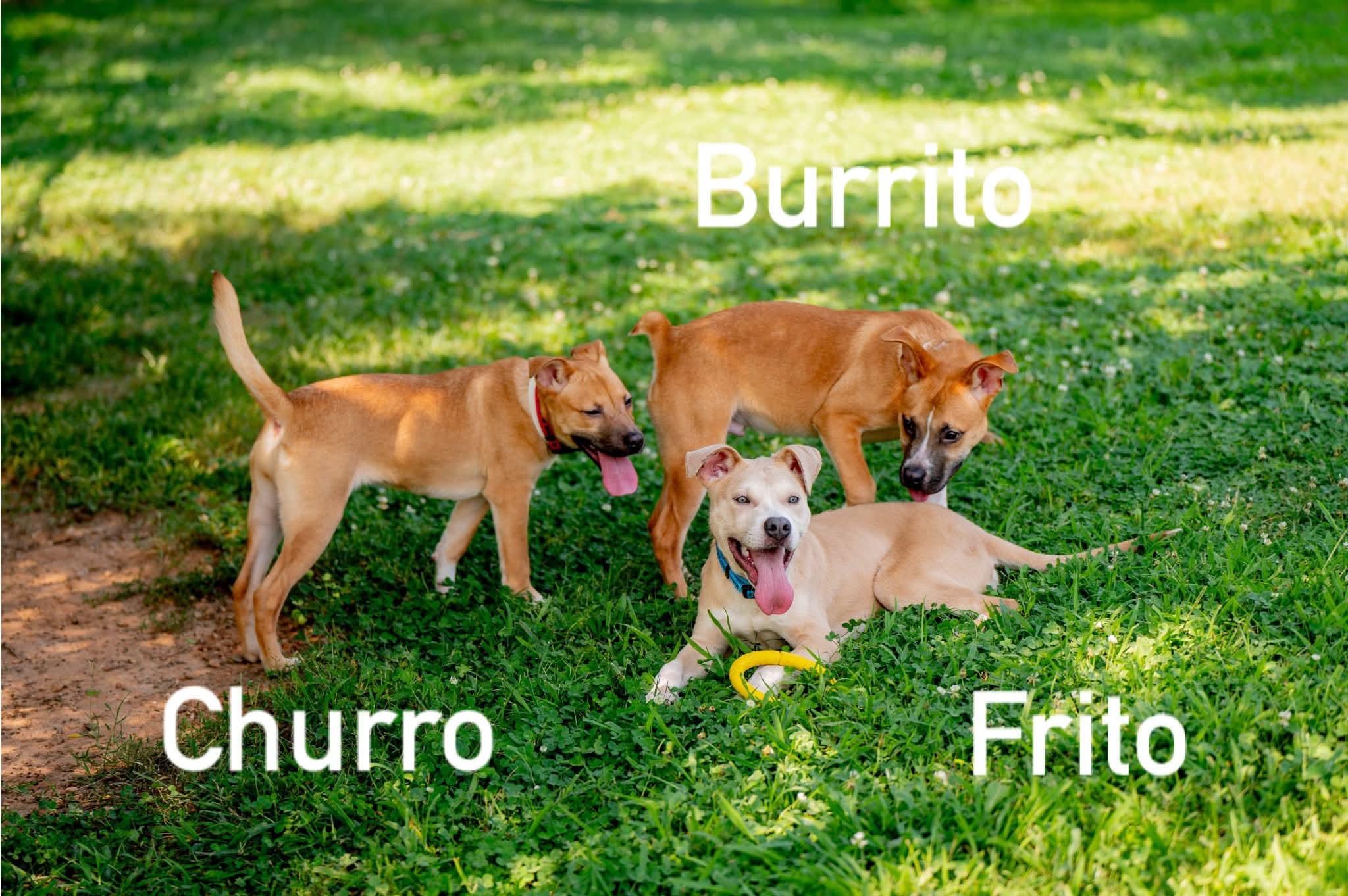 Enlarge Burrito, a ADOPTABLE mixed breed in Douglas, MA image 3/6