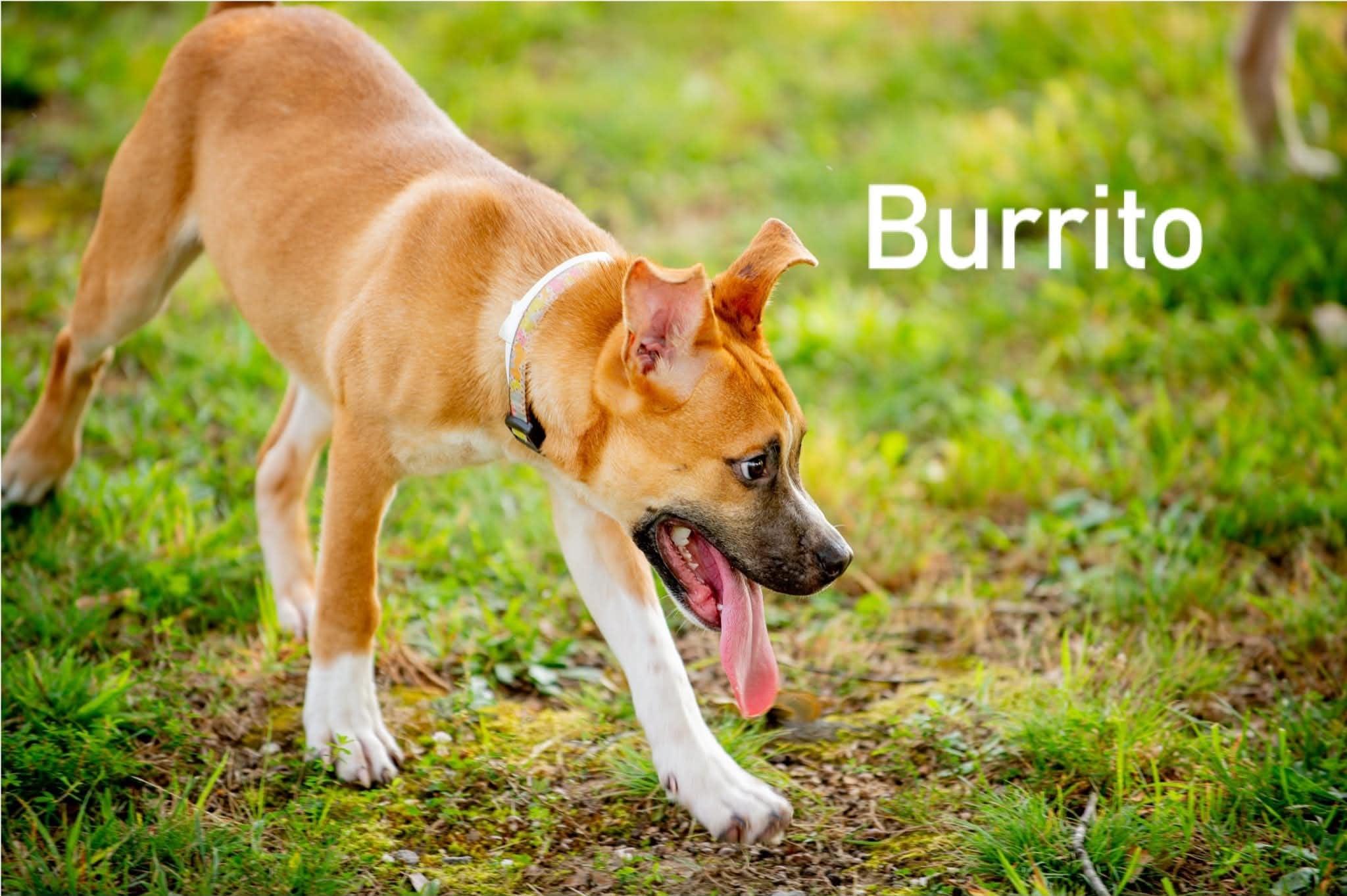 Enlarge Burrito, a ADOPTABLE mixed breed in Douglas, MA image 2/6