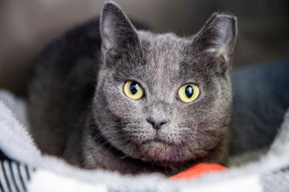 Enlarge Charlotte, a Adoptable mixed breed in Maumee, OH image 1/2