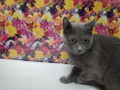 Enlarge Charlotte, a Adoptable mixed breed in Maumee, OH image 2/2