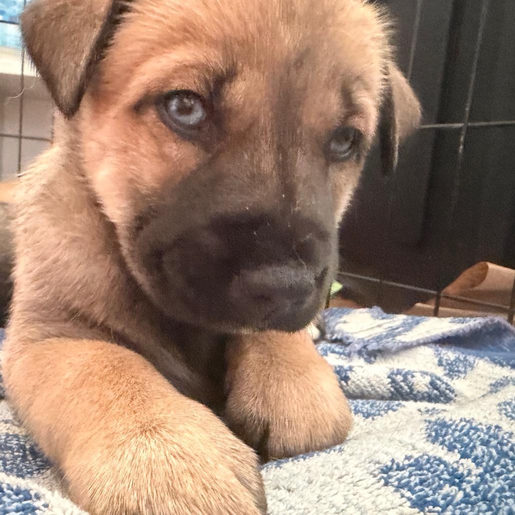 Nova (Can leave 10/4), Adoptable, Puppy Female Husky & Mixed Breed.