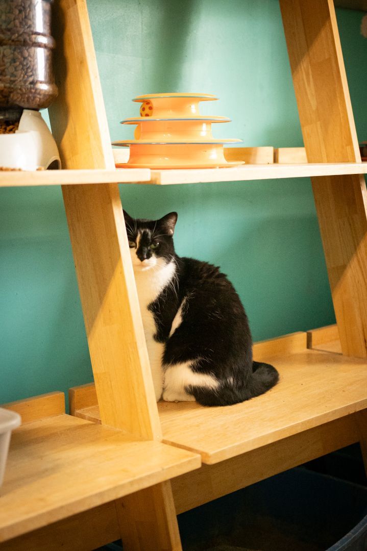 Enlarge Aspen, a Adoptable Domestic Short Hair in Youngstown, OH image 1/3